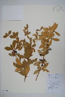 粉葉小檗藏品圖，第1張