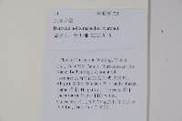 粉葉小檗藏品圖，第2張