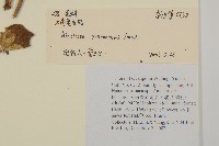 雲南兔兒風藏品圖，第2張