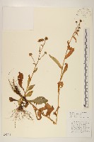 圓舌粘冠草藏品圖，第1張