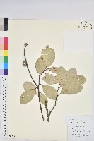 高山栲藏品圖，第1張