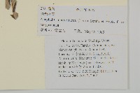 抱莖籟簫藏品圖，第2張