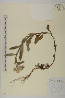 粘毛香青藏品圖，第1張