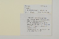 粘毛香青藏品圖，第2張