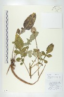 川續斷藏品圖，第1張