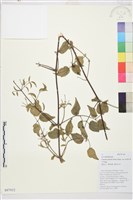 毛葉鈍萼鐵線蓮藏品圖，第1張