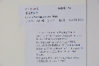 束花藍鐘花藏品圖，第2張