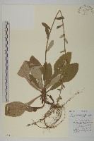 台灣鬼督郵藏品圖，第1張