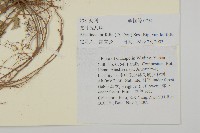 台灣鬼督郵藏品圖，第2張