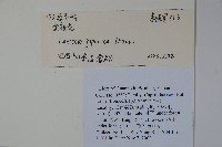 忍冬、金銀花藏品圖，第2張