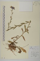 狗舌紫菀藏品圖，第1張