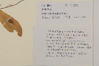 狗舌紫菀藏品圖，第2張