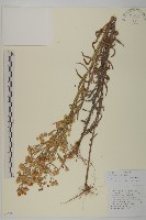 粘毛假蓬藏品圖，第1張