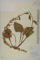 心葉兔兒風藏品圖，第1張