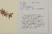 心葉兔兒風藏品圖，第2張