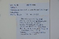 珍珠莢迷藏品圖，第2張