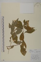 堅葉紫菀藏品圖，第1張