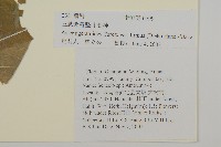 堅葉紫菀藏品圖，第2張