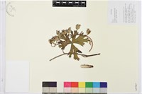 黃草烏藏品圖，第1張