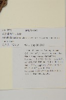 衣索比亞象腿蕉藏品圖，第2張