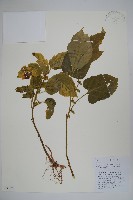 三角咪草藏品圖，第1張