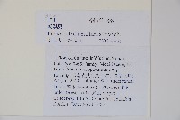 三角咪草藏品圖，第2張