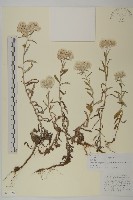 抱莖籟簫藏品圖，第1張