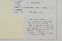 抱莖籟簫藏品圖，第2張