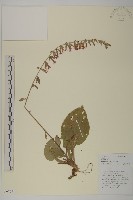 心葉兔兒風藏品圖，第1張