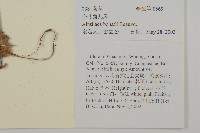 心葉兔兒風藏品圖，第2張