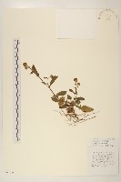 圓舌粘冠草藏品圖，第1張