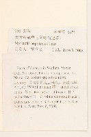 圓舌粘冠草藏品圖，第2張