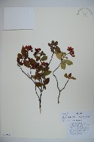 狹葉莢迷藏品圖，第1張