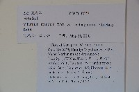 狹葉莢迷藏品圖，第2張