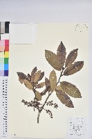 南燭藏品圖，第1張