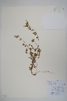 束花藍鐘花藏品圖，第1張