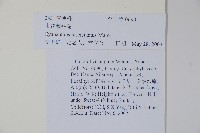 束花藍鐘花藏品圖，第2張