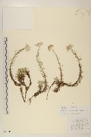 鑽葉火絨草藏品圖，第1張