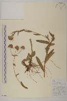 狗舌紫菀藏品圖，第1張