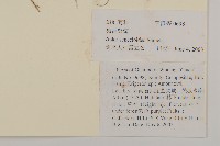 狗舌紫菀藏品圖，第2張