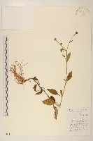 圓舌粘冠草藏品圖，第1張