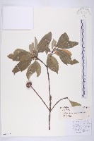 頭狀四照花藏品圖，第1張