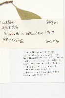 頭狀四照花藏品圖，第2張