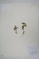 風鈴草藏品圖，第1張