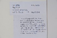 風鈴草藏品圖，第2張