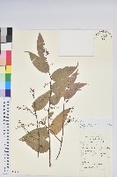 硬毛白珠藏品圖，第1張