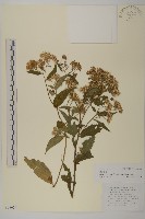 狗舌紫菀藏品圖，第1張