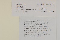 狗舌紫菀藏品圖，第2張