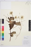 合柄鐵線蓮藏品圖，第1張