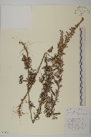 魁蒿藏品圖，第1張